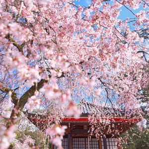 Enjoy Mt. Fuji and cherry blossoms