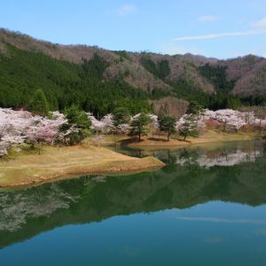 Ohno Dam Park, a famous cherry blossom viewing spot
