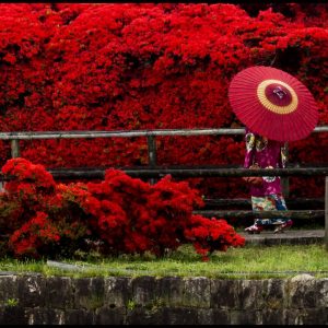 Kirishima azalea at Nagaoka Tenmangu Shrine