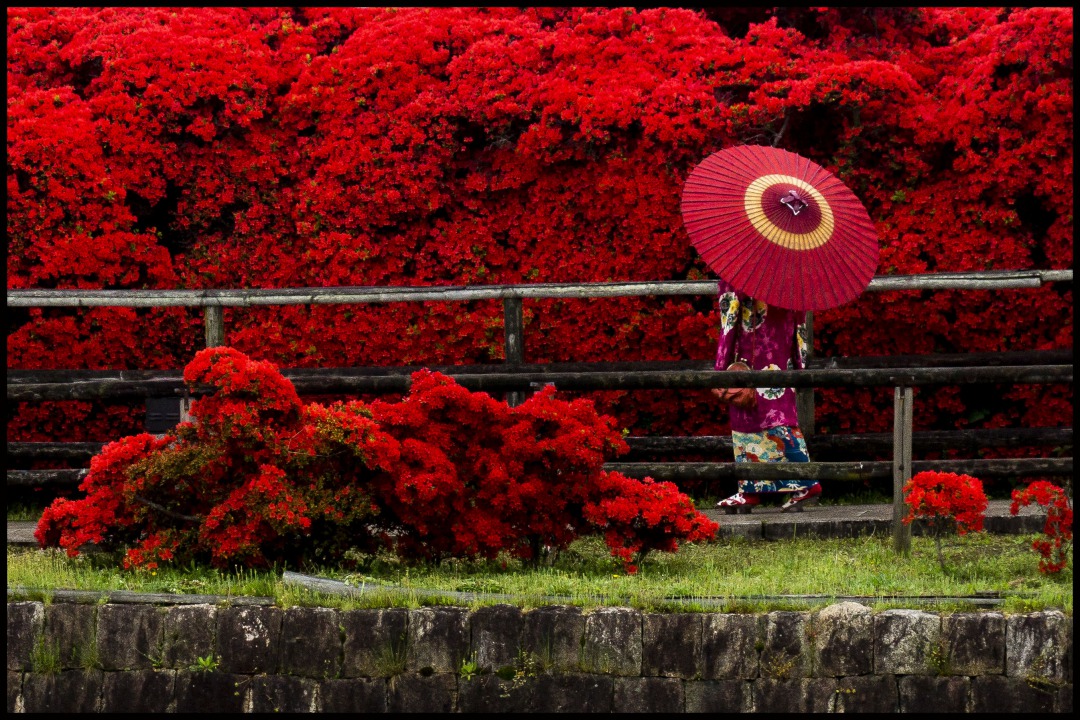 京都_キリシマツツジ_メイン