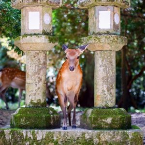 Nara City Tourism Association