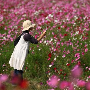 Fully enjoy autumn with Cosmos flowers