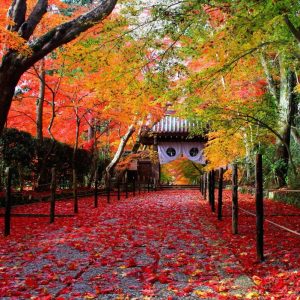 Autumn Leaves at Komyo-ji Temple