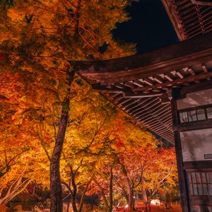 Illuminating the Autumn Night Sky with Enchantment