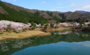【今年の桜の見頃は過ぎました】桜の名所「大野ダム公園」